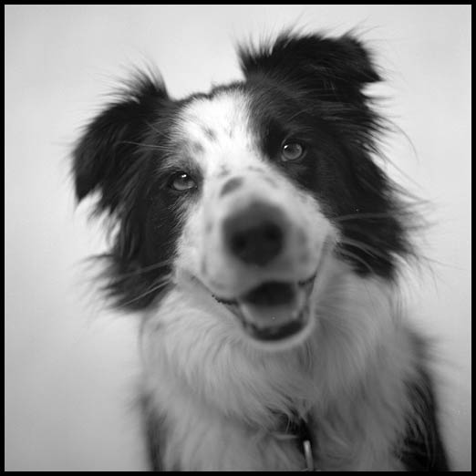 The Contemplative Dog